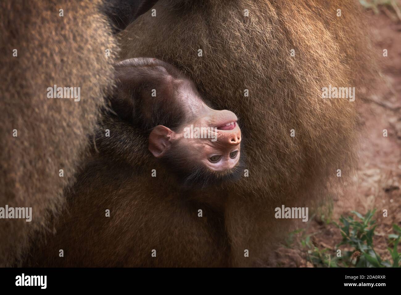 Funny Baby Monkey Having Fun While Lying On Belly Of Fluffy Female Animal In Natural Habitat Stock Photo Alamy