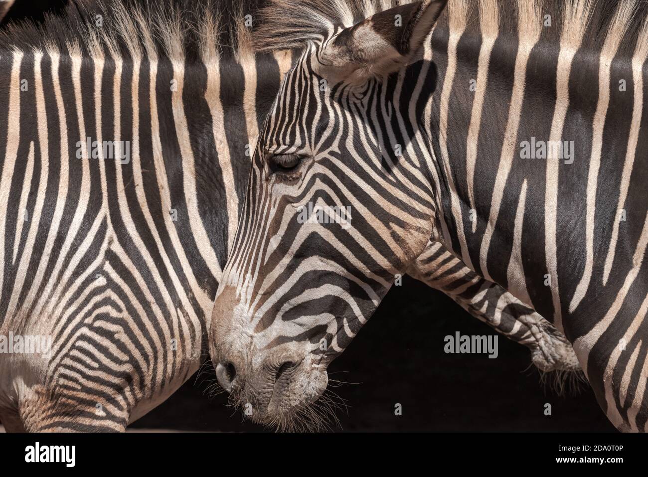 Zebra muzzle hi-res stock photography and images - Alamy