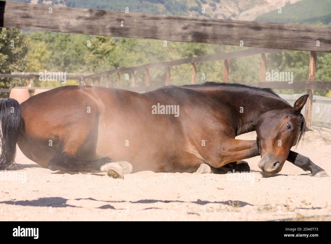 Arab brown horse rolling on the dusty ground Stock Photo Alamy