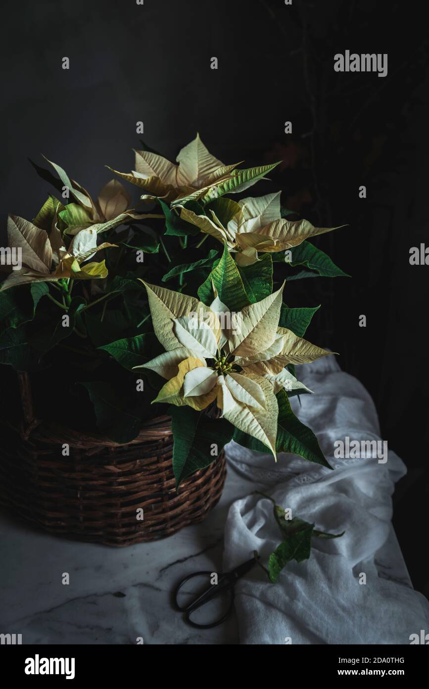 Yellow Euphorbia pulcherrima on wooden basket placed on white fabric in dark room background Stock Photo