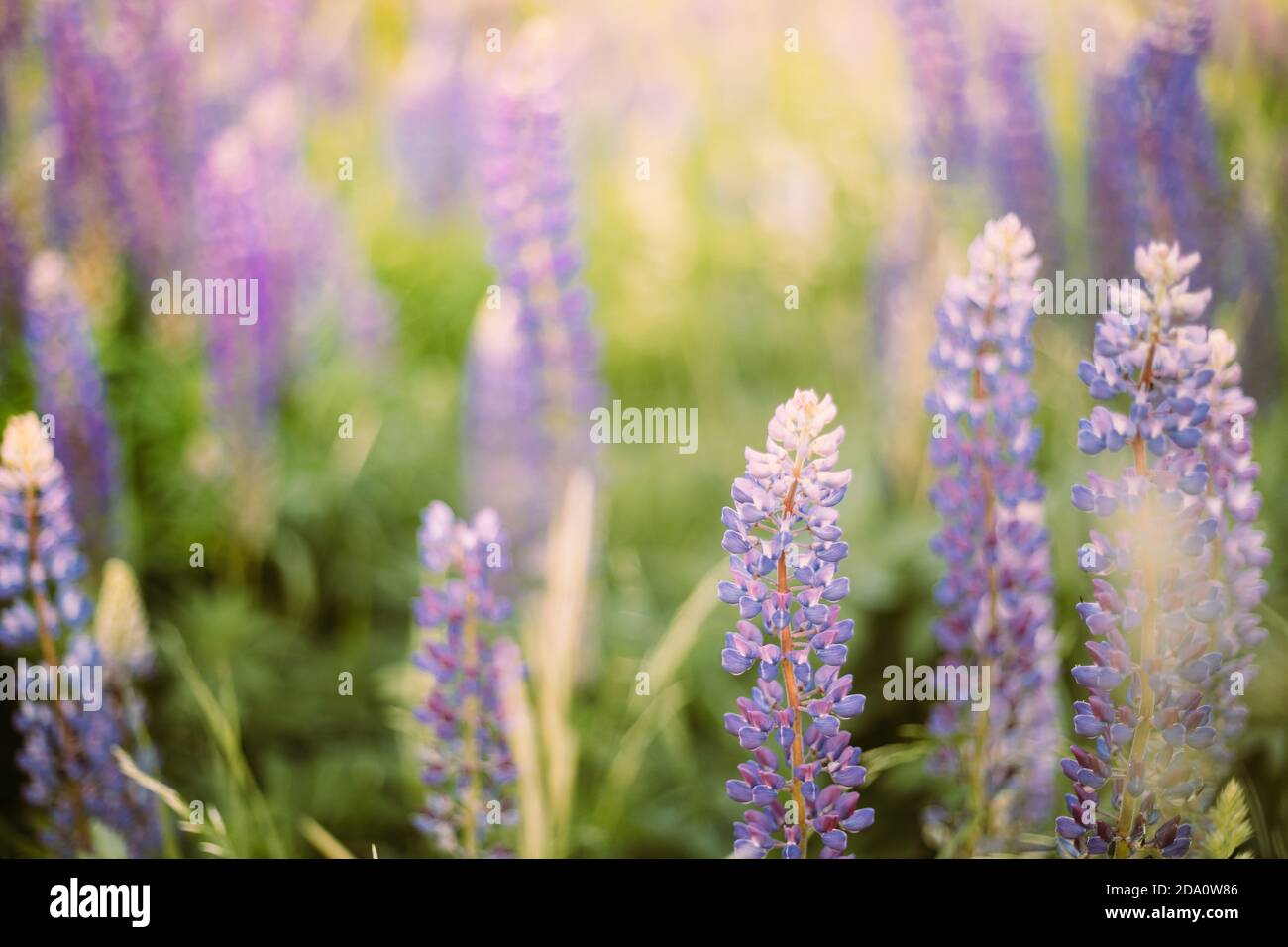Wild Flowers Lupine In Summer Meadow. Lupinus, Commonly Known As Lupin Or Lupine, Is A Genus Of Flowering Plants In The Legume Family, Fabaceae Stock Photo