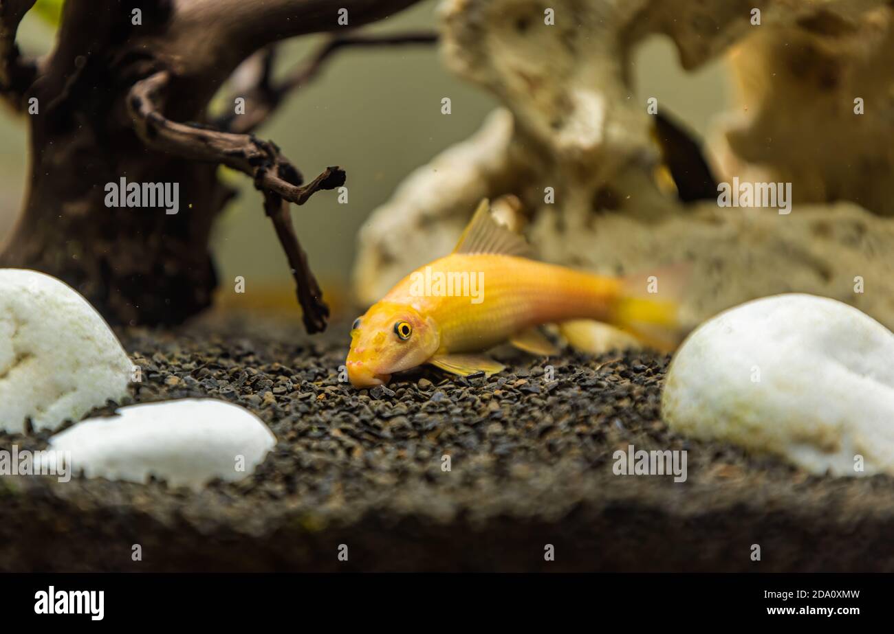 Yellow chinese algaey eater - Gyrinocheilus in fishtank cleaning bottom of tank Stock Photo