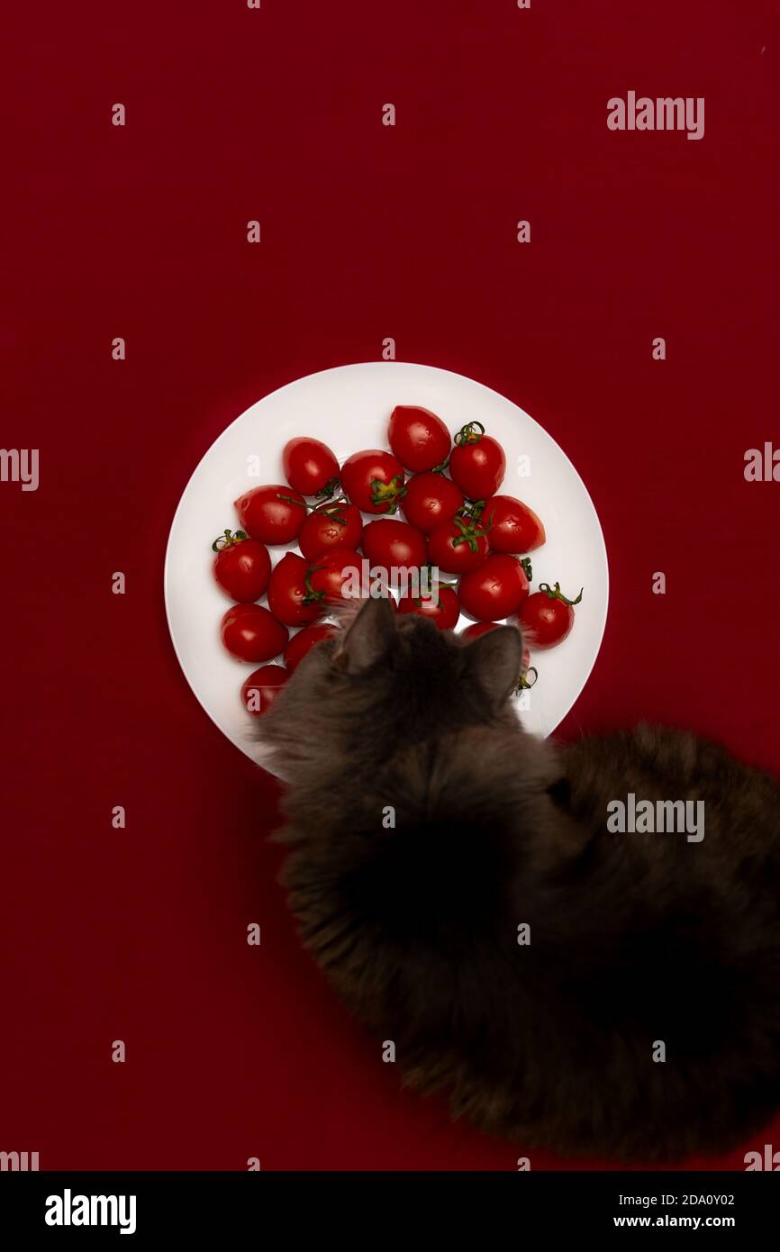 Cherry tomatoes on a white plate and a Norwegian forest cat on a red background, top view, focus on tomatoes Stock Photo