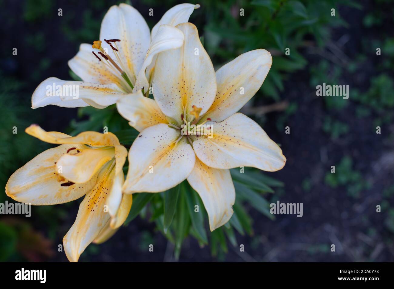 Banana day lily blossom closeup, white petal with yellow gradient