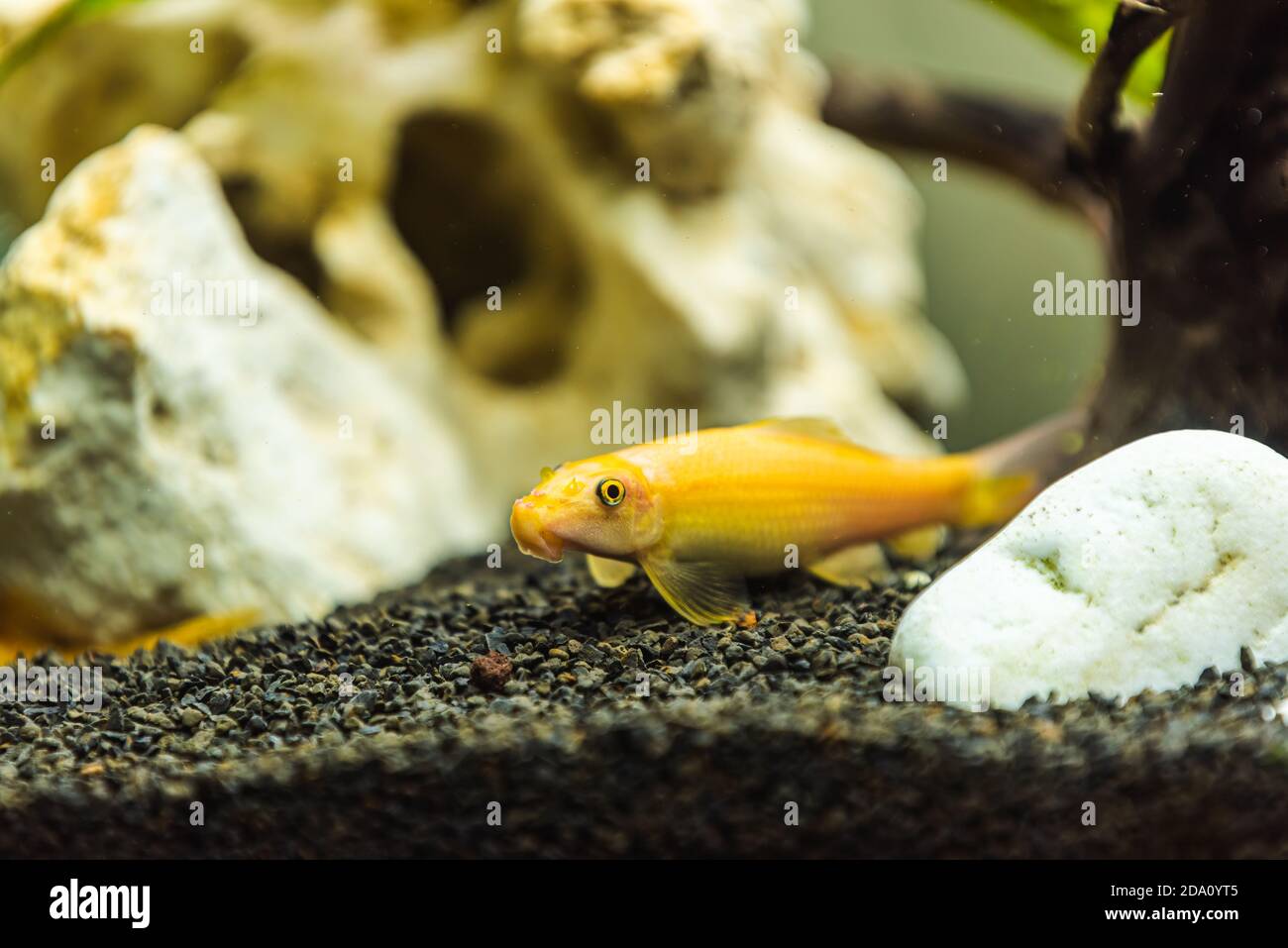 Yellow chinese algaey eater - Gyrinocheilus in fishtank cleaning bottom of tank Stock Photo