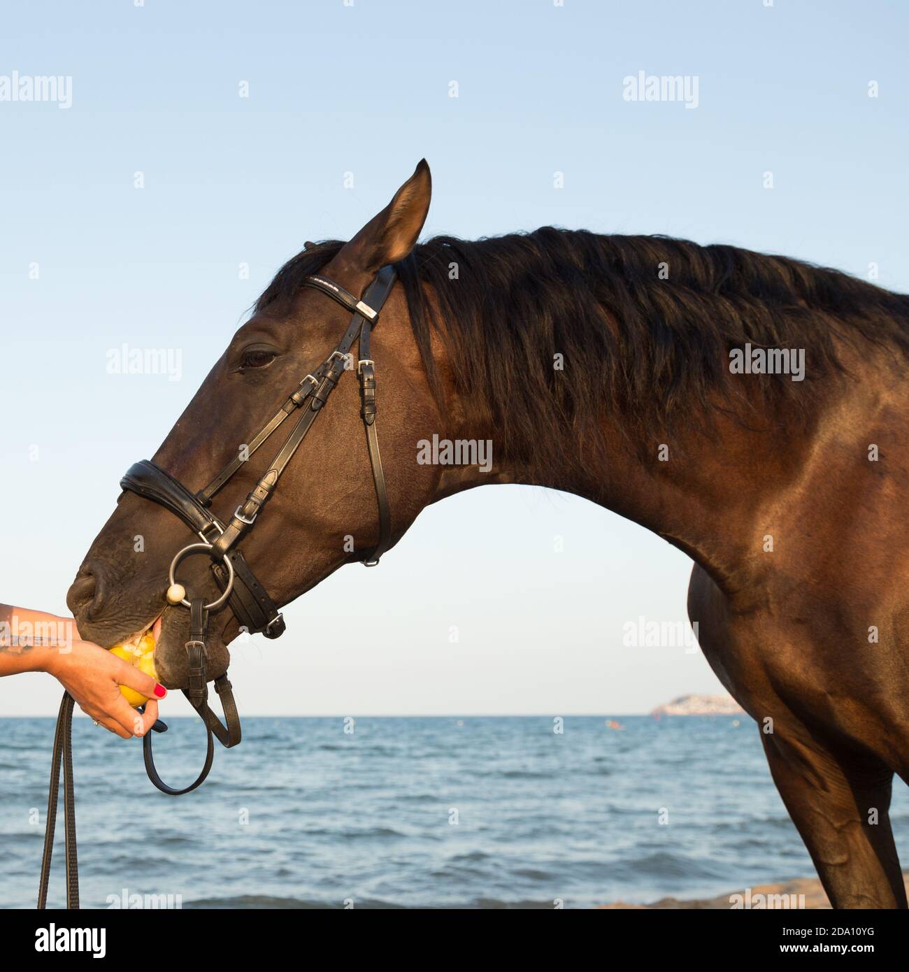 Horse eating an apple from its owner's hand by the sea at sunset Stock