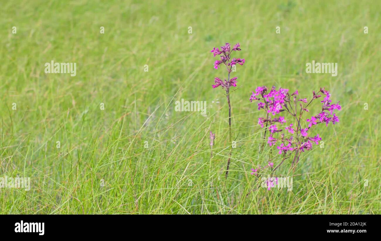 A couple of pink wildflowers in the field among the thick grass. The wind is blowing. Viscaria vulgaris Stock Photo