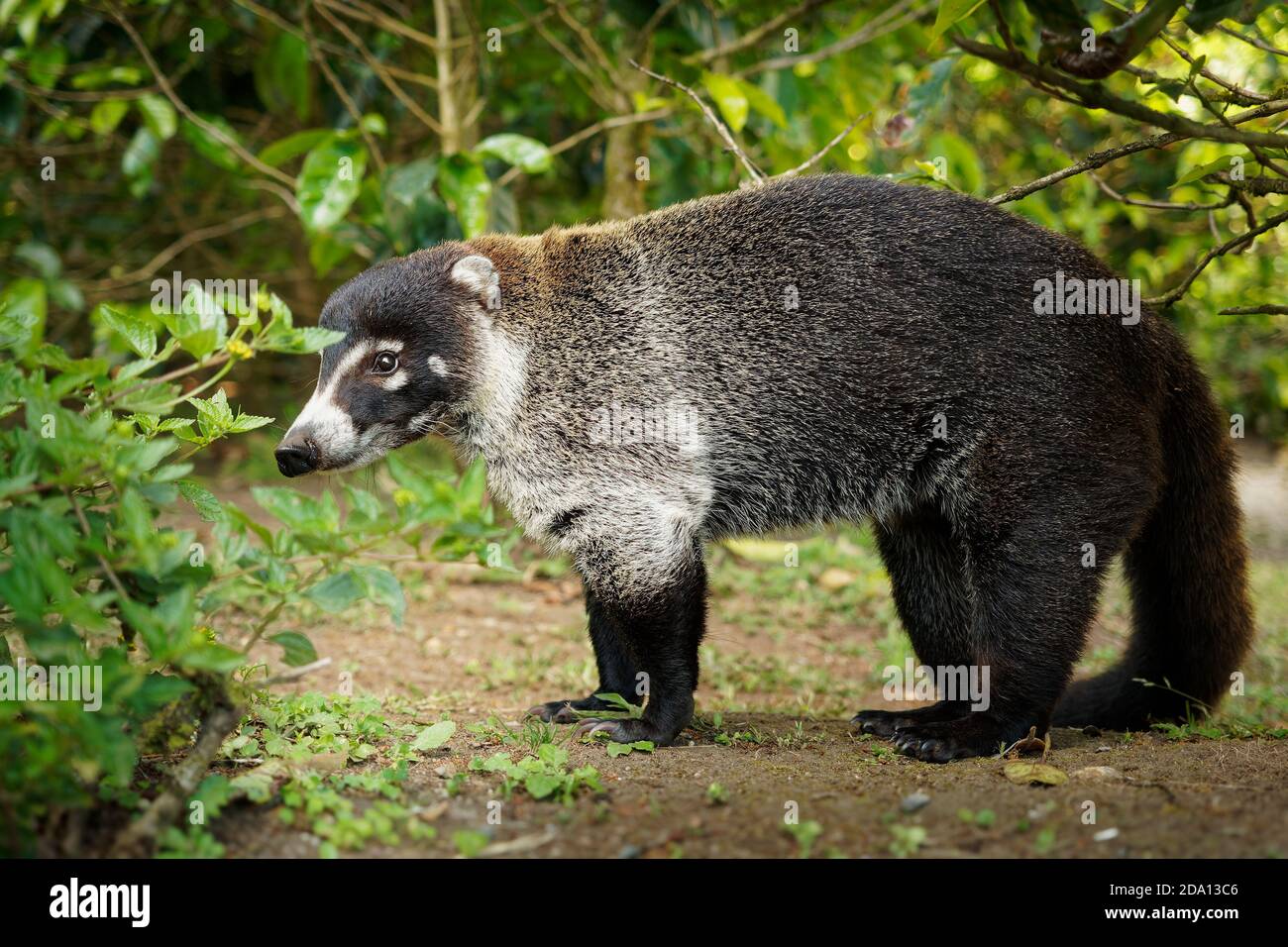 White-nosed Coati - Nasua narica, known as the coatimundi, member of the family Procyonidae (raccoons and their relatives). Local Spanish names for th Stock Photo