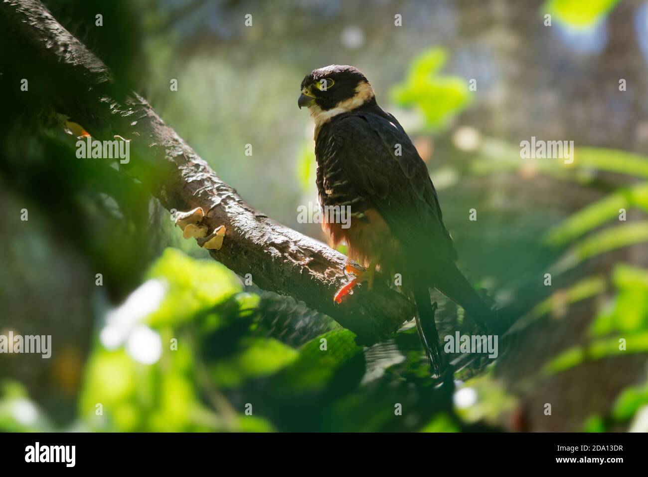 Bat Falcon - Falco rufigularis bird of prey resident breeder in Mexico, Central and South America, Trinidad, long known as Falco albigularis, names Fa Stock Photo