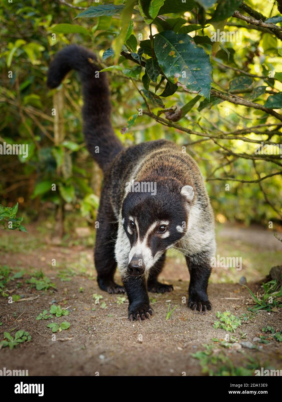 White-nosed Coati - Nasua narica, known as the coatimundi, member of the family Procyonidae (raccoons and their relatives). Local Spanish names for th Stock Photo