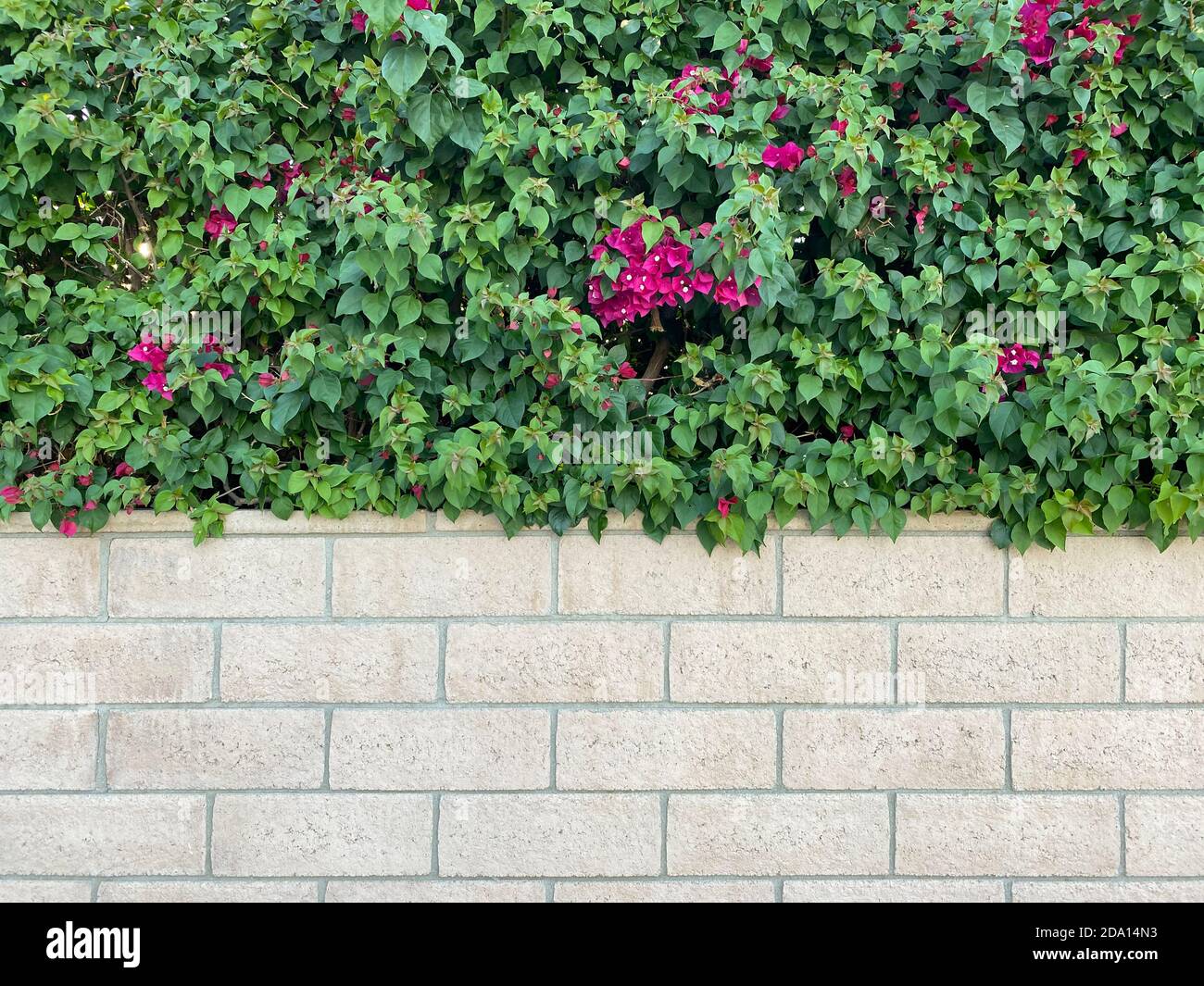 white block brick garden hedge wall planter with beautiful vivid bougainvillea fuchsia red colorful scenery Stock Photo