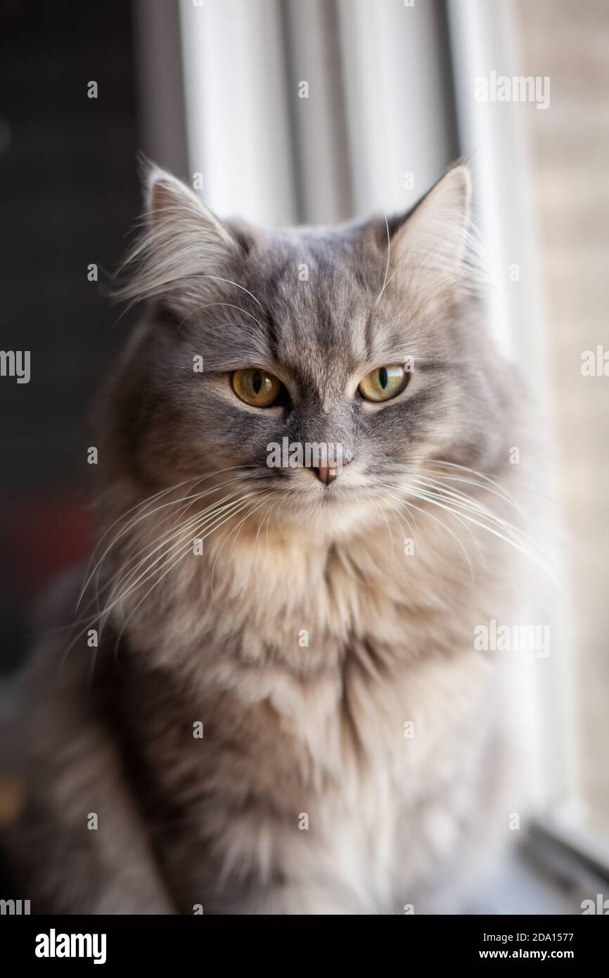 beautiful fluffy woolly shaggy striped gray domestic cat with yellow eyes sitting on dark background. Image for veterinary clinics. Selective focus. Stock Photo