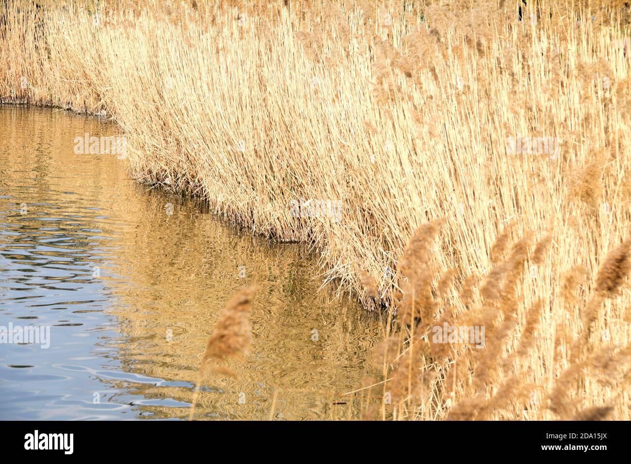 Dry reeds on bright blue hi-res stock photography and images - Alamy