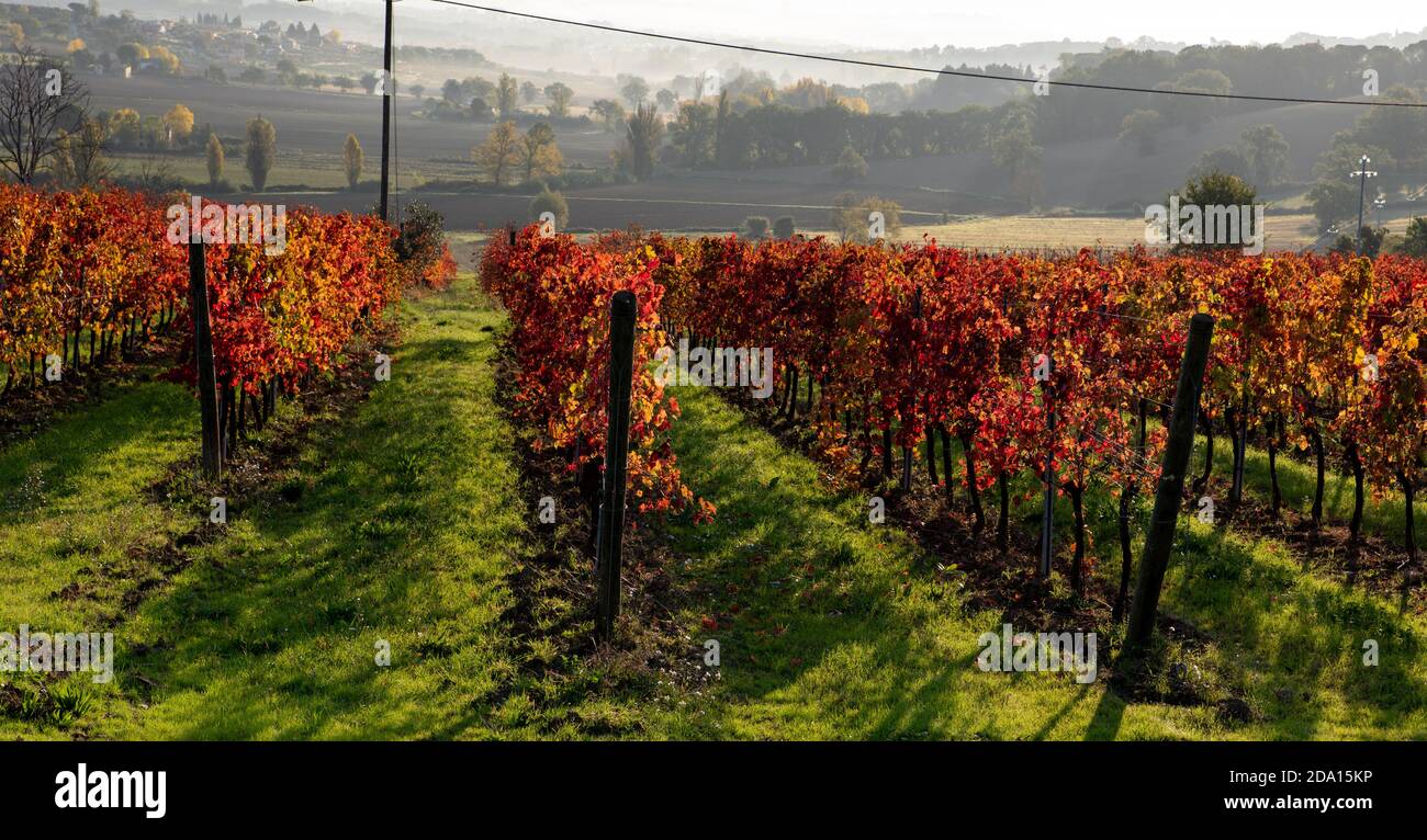 Vineyard in autumn, Italy. Rows with red leaves in the light at sunrise. Stock Photo