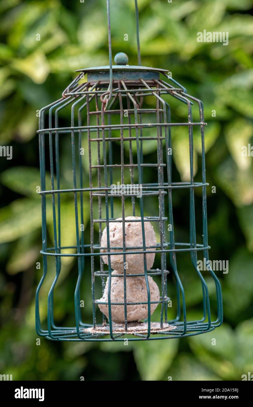bird feeder with fat balls in a garden hanging from a tree to feed wild