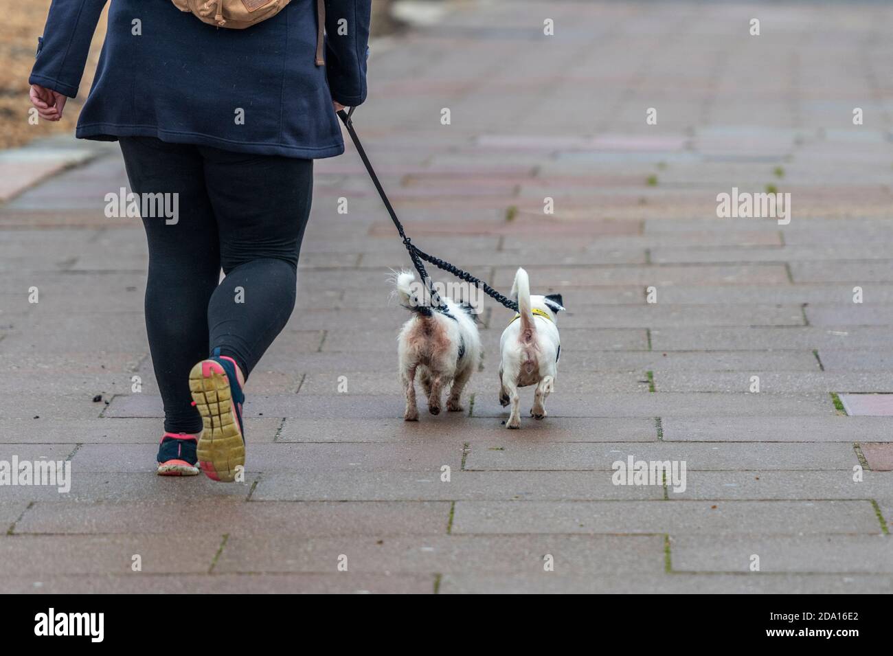 a large or overweight woman walking two small terrier dogs on leads along a pavement. Stock Photo