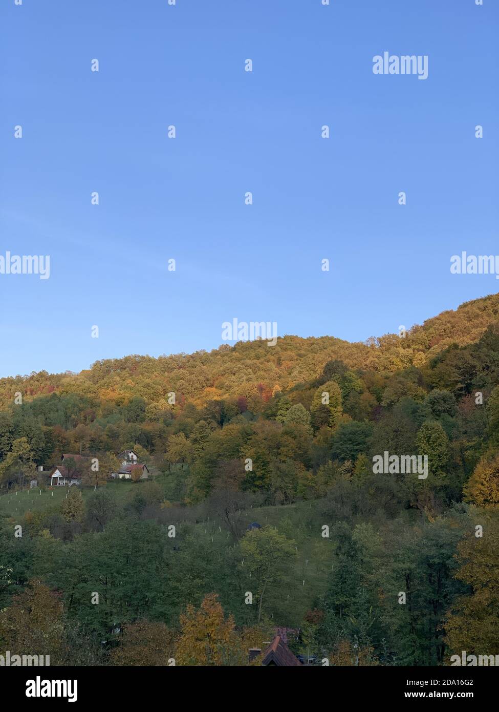 Mesmerizing view of autumn trees in the forest under a blue sky Stock ...
