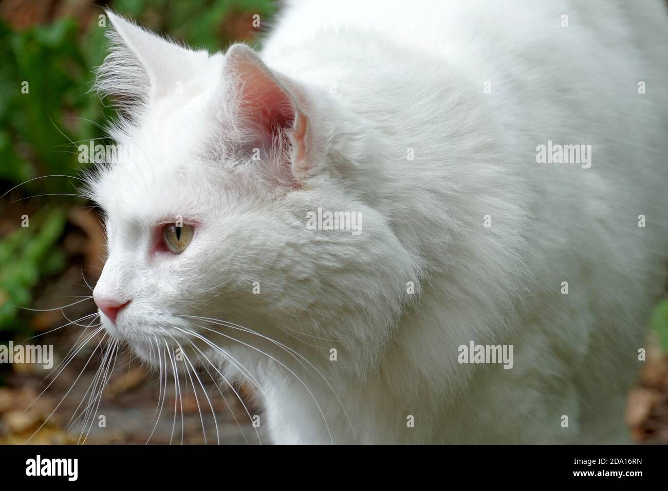 A head of a white cat with green eyes in lateral view, outdoors with a lot of copy space. Stock Photo