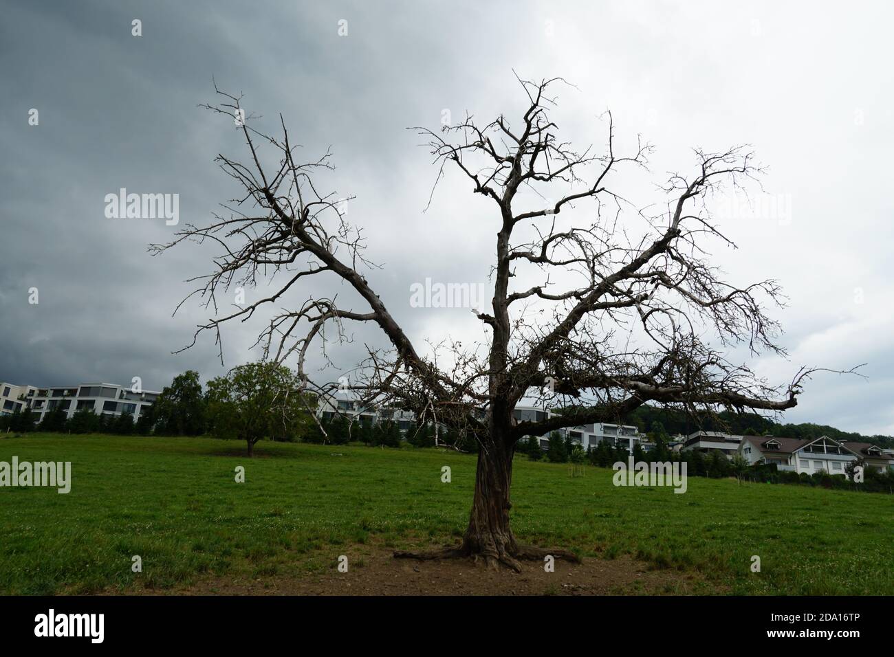 Dead tree on a green meadow with residential district on the background.   Parable or symbol for negative impact of human presence and activity. Stock Photo