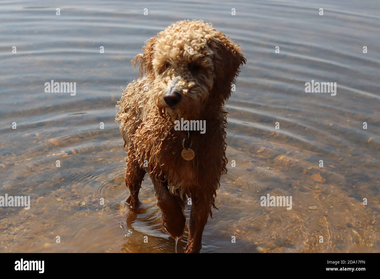 DOG,plage océan atlantique en France Stock Photo