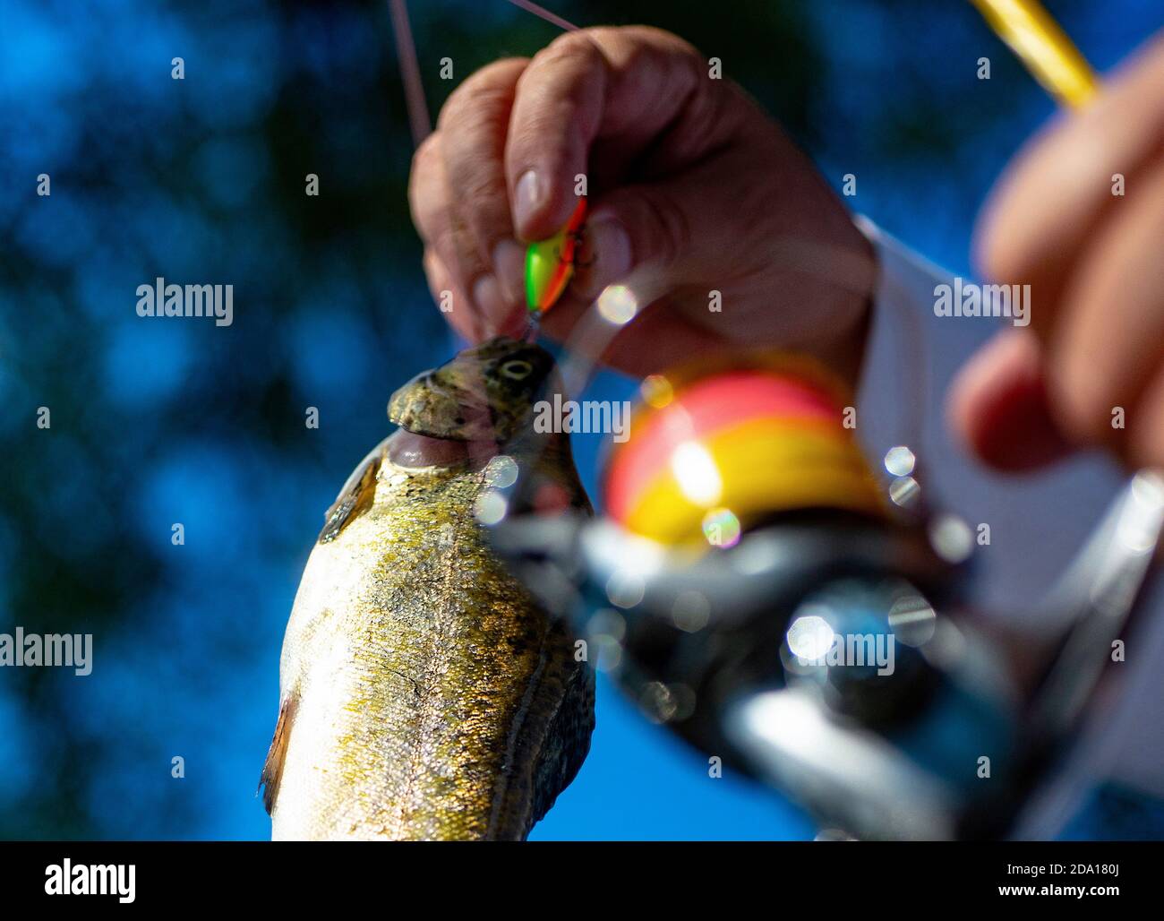 Brown trout being caught in fishing net. Fly fishing. Fisherman and