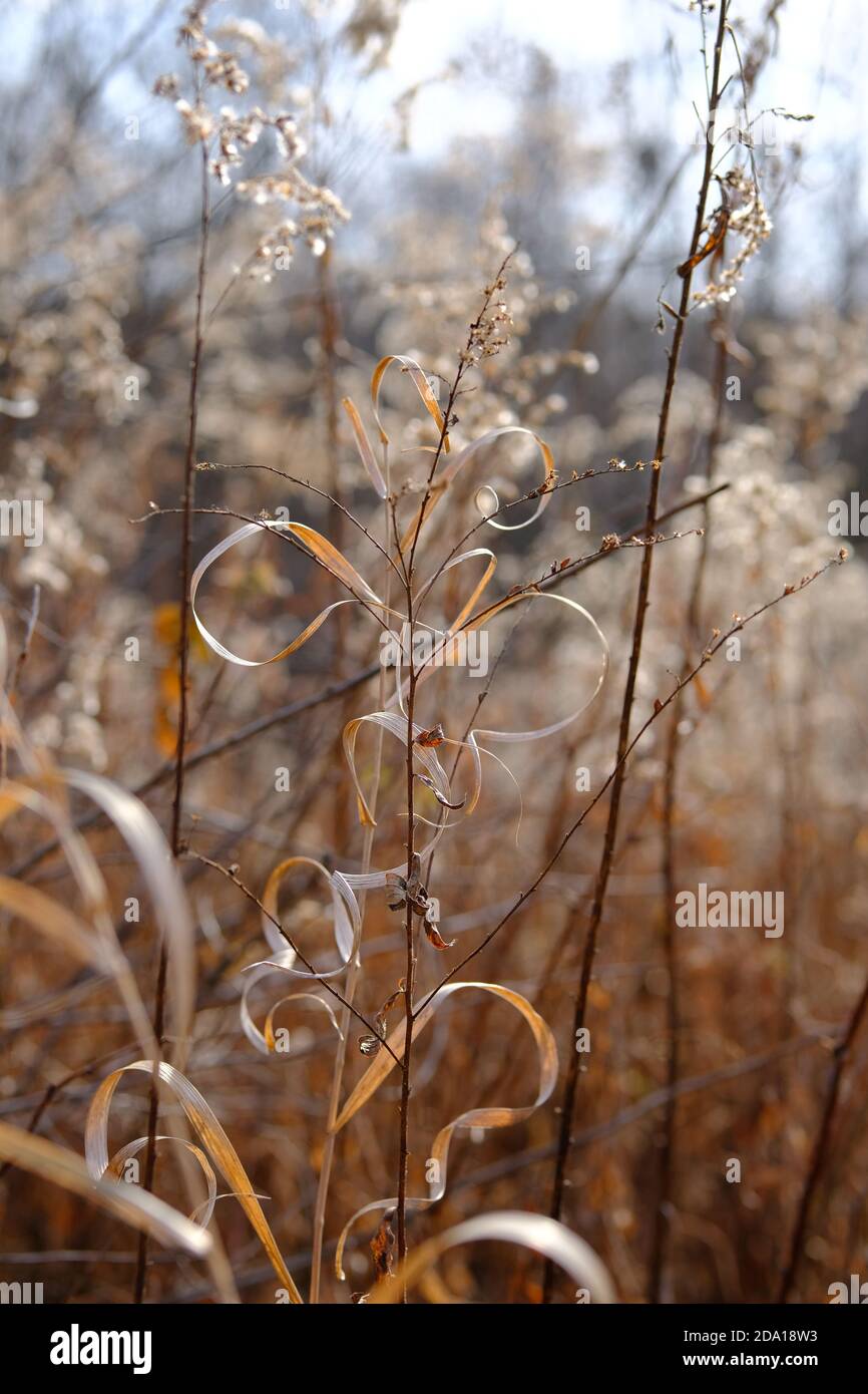 Fantastic dried grasses (goldenrod) at Mer Bleue Bog, a wetland of international importance, Ottawa, Ontario, Canada. Stock Photo
