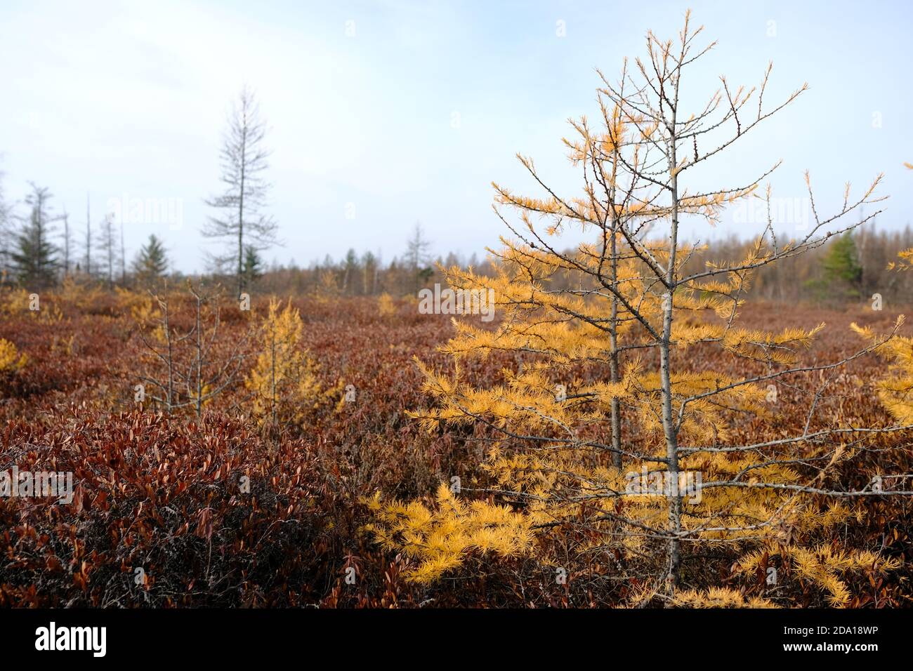 Dead landscape of Mer Bleue Bog, a wetland of international importance, Ottawa, Ontario, Canada. Stock Photo