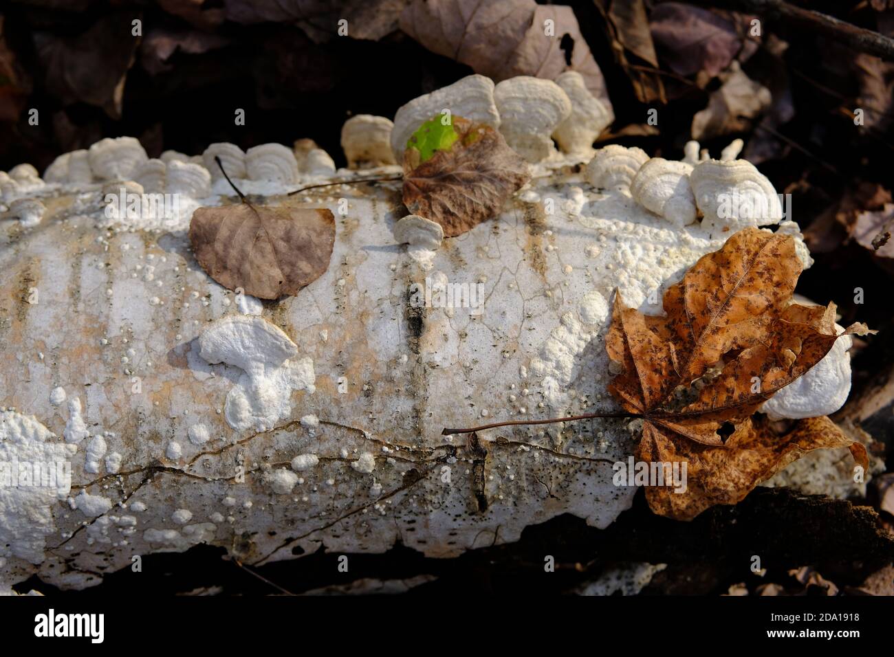 White shelf / bracket fungus on a fallen birch log, seemingly spreading and blistering over the whole surface. Ottawa, Ontario, Canada. Stock Photo