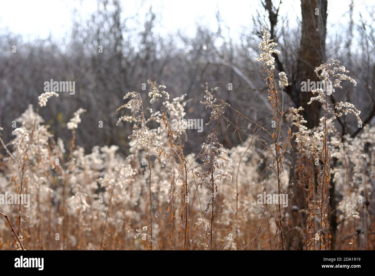 Pretty dried tall grasses (Goldenrod) at Mer Bleue Bog, a wetland of international importance, Ottawa, Ontario, Canada. Stock Photo