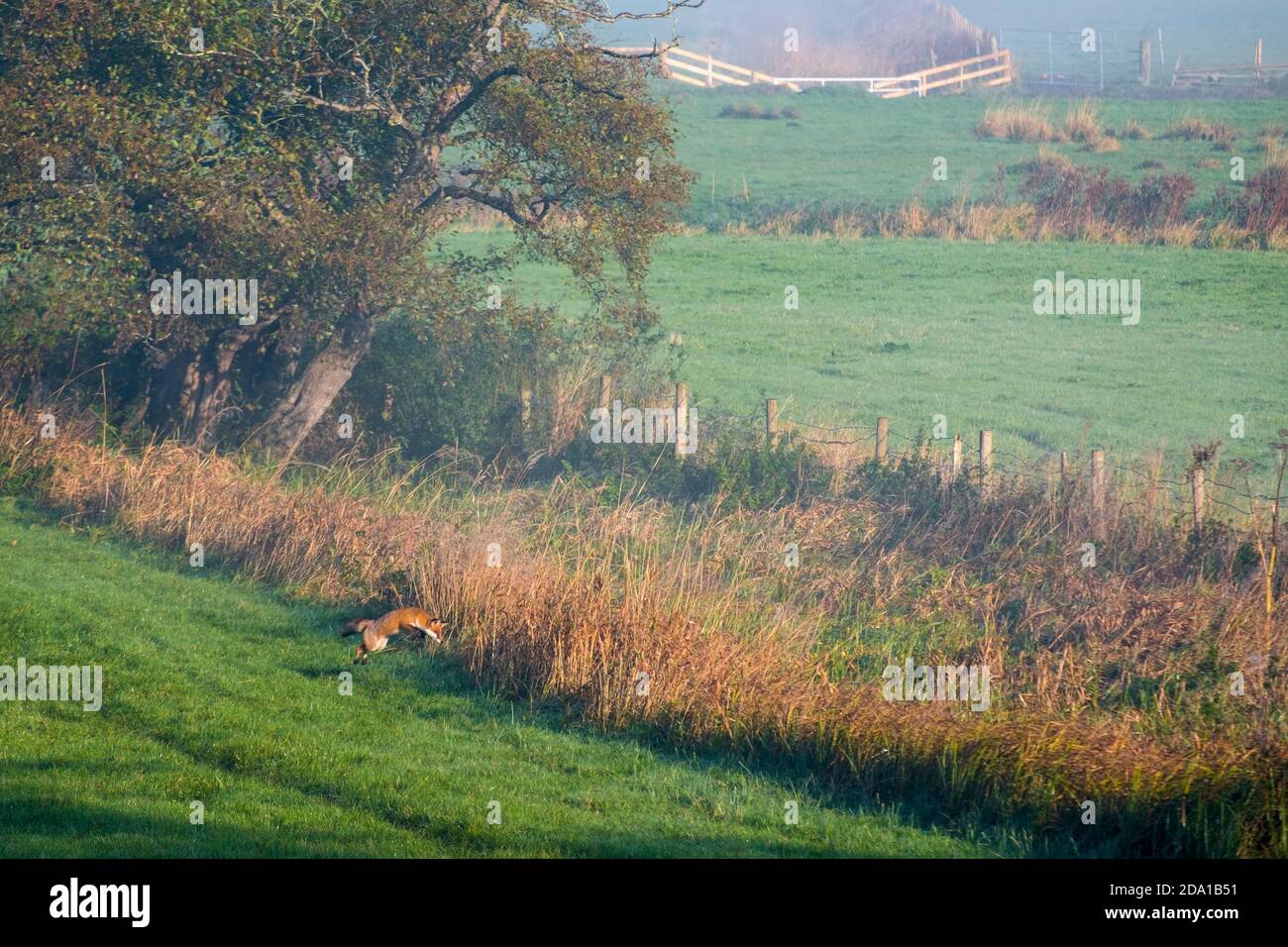 A fox hunting in an autumn morning in The  Waveney Valley near Diss, Norfolk, UK. Stock Photo
