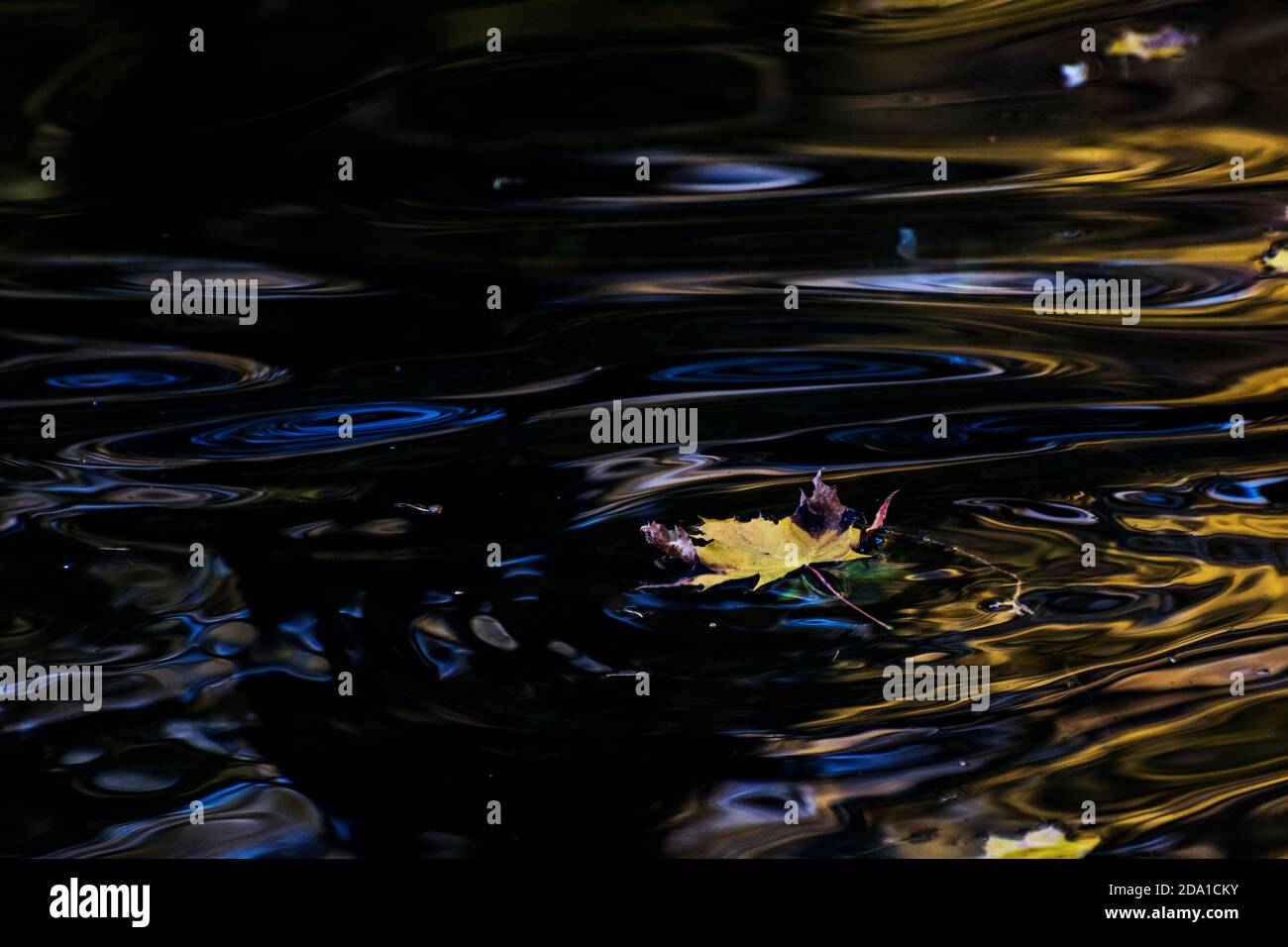 Leaves floating in water hi-res stock photography and images - Alamy