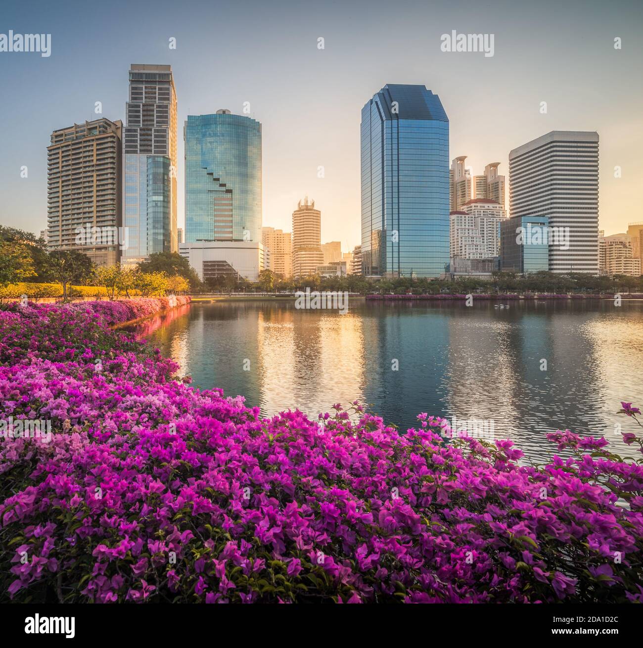 Lake With Purple Flowers In City Park Under Skyscrapers At Sunrise lake-with-purple-flowers-in-city-park-under-skyscrapers-at-sunrise
