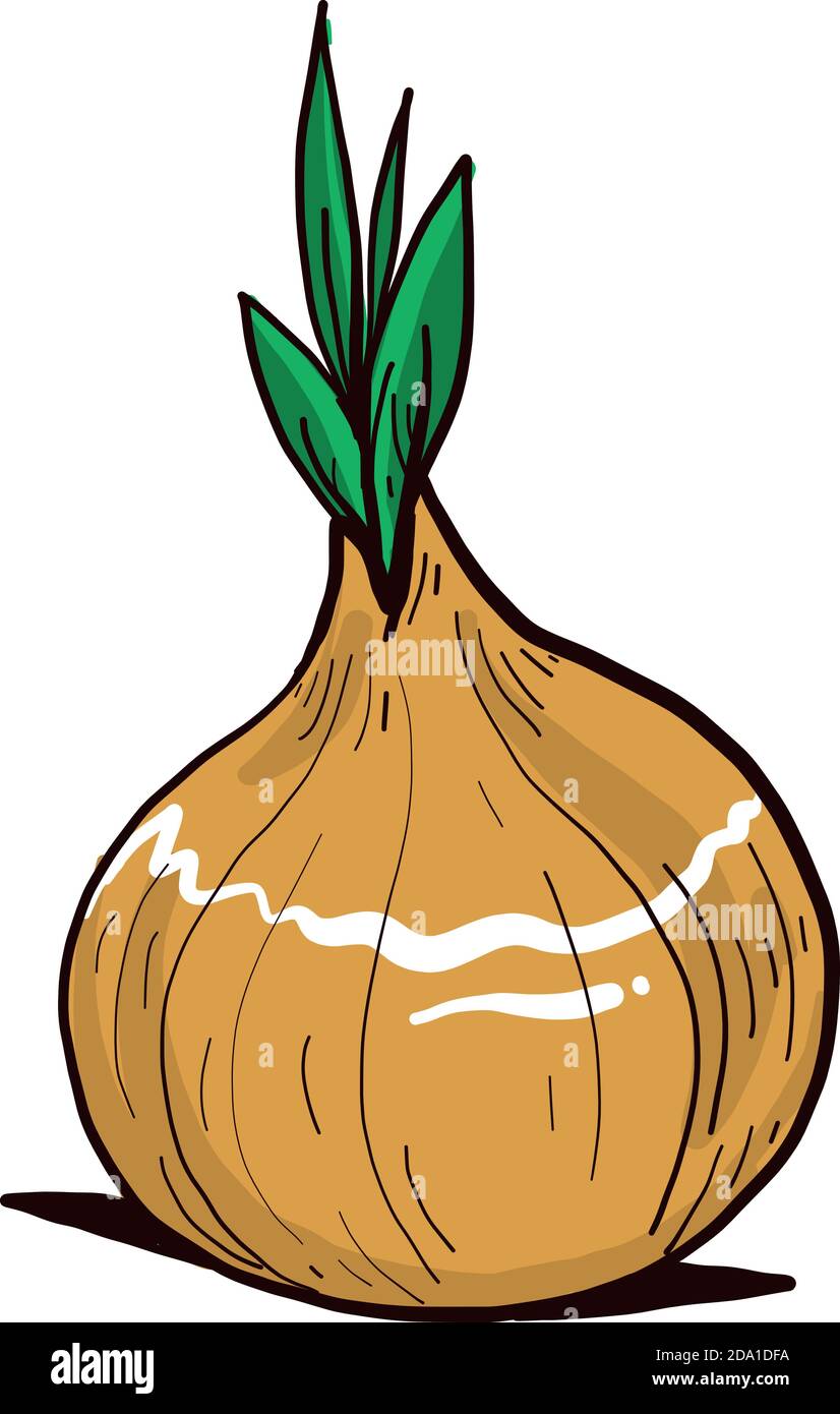 Fresh onion,illustration,vector on white background Stock Vector