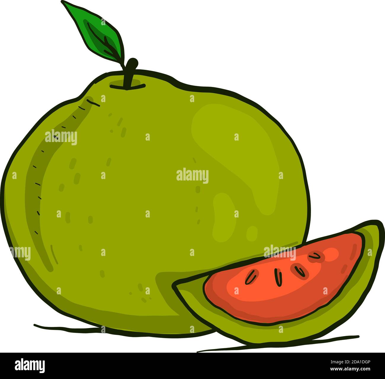 Delicious pomelo,illustration,vector on white background Stock Vector