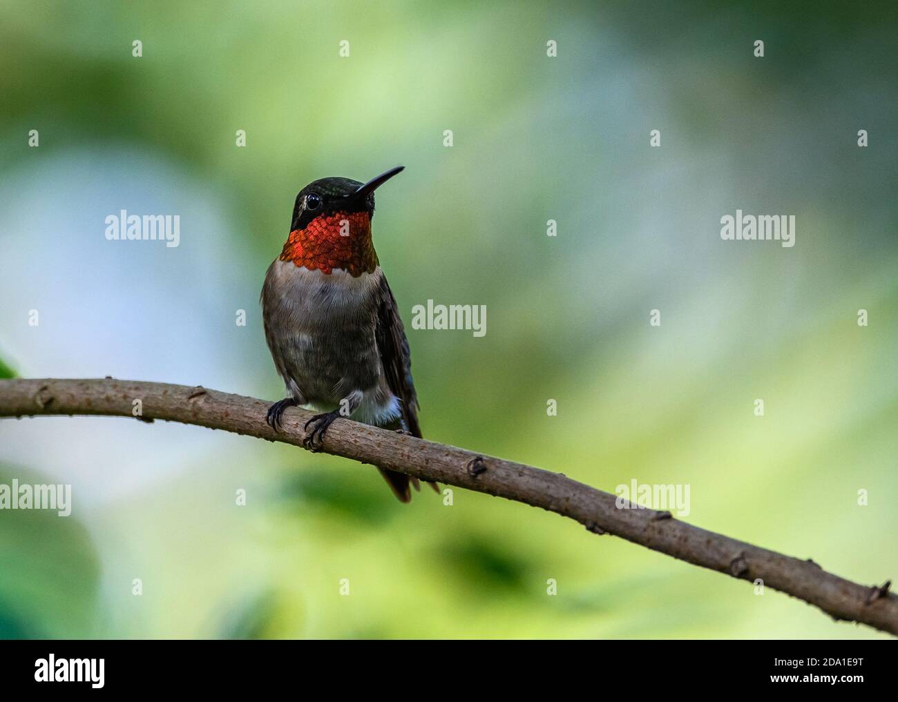 A male Ruby-throated Hummingbird (Archilochus colubris) with bright ruby red throat feathers. Houston, Texas, USA. Stock Photo