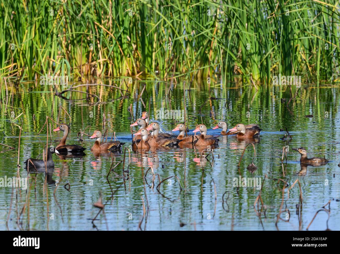 Anahuac nwr duck hunting