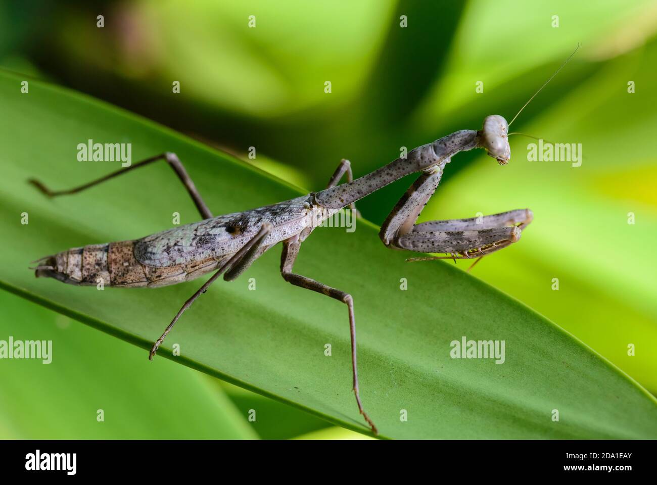 Close up of a Carolina Mantis (Stagmomantis carolina). Texas, USA. Stock Photo