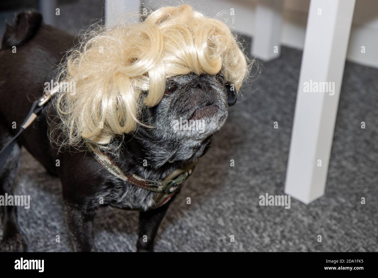 A very cute black pug dog wearing a blonde wig Stock Photo Alamy
