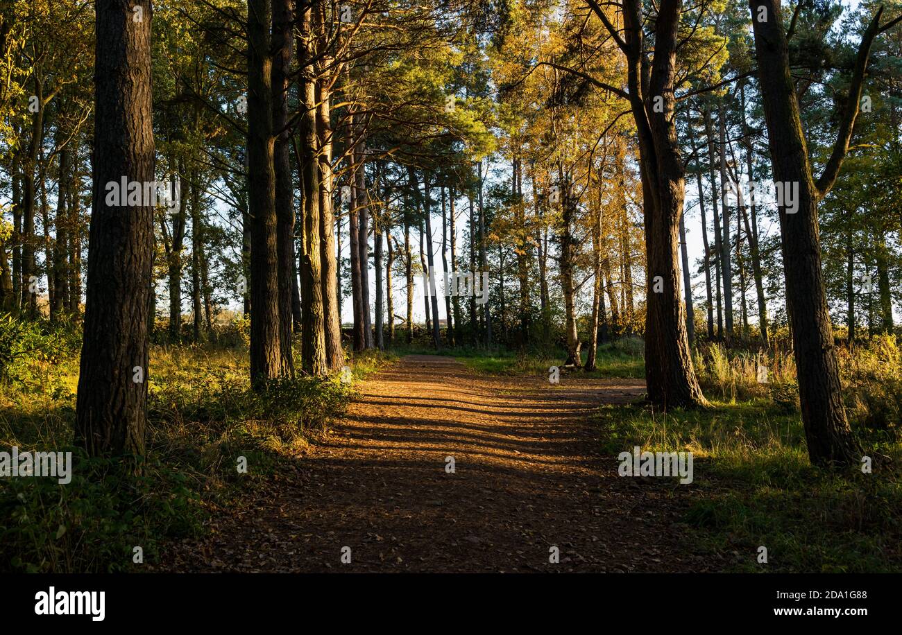 Footpath through Autumn trees, Binning Wood, East Lothian, Scotland, UK