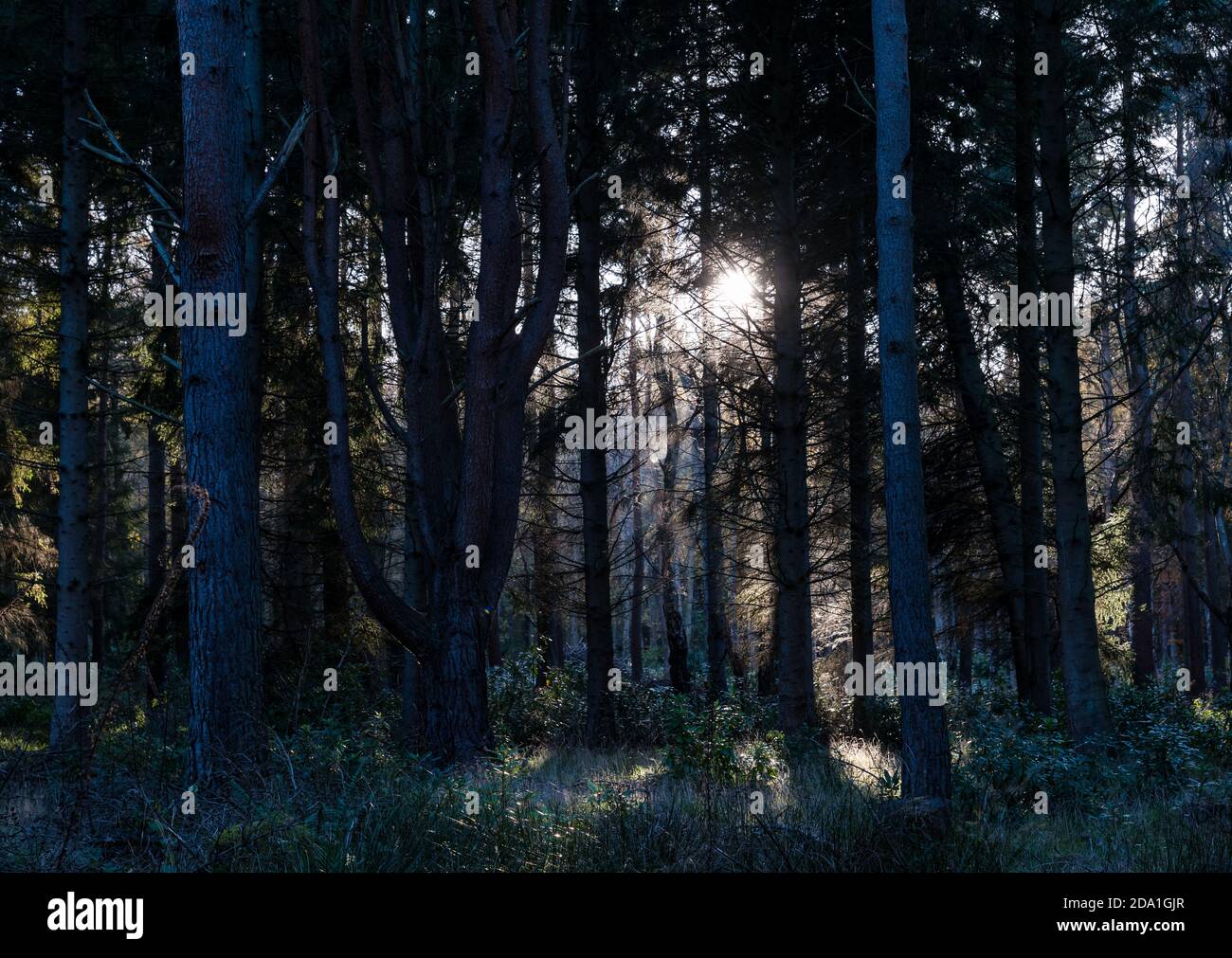 Moody view through woodland Scots pine trees (Pinus sylvestris), Binning Wood, East Lothian, Scotland, UK Stock Photo