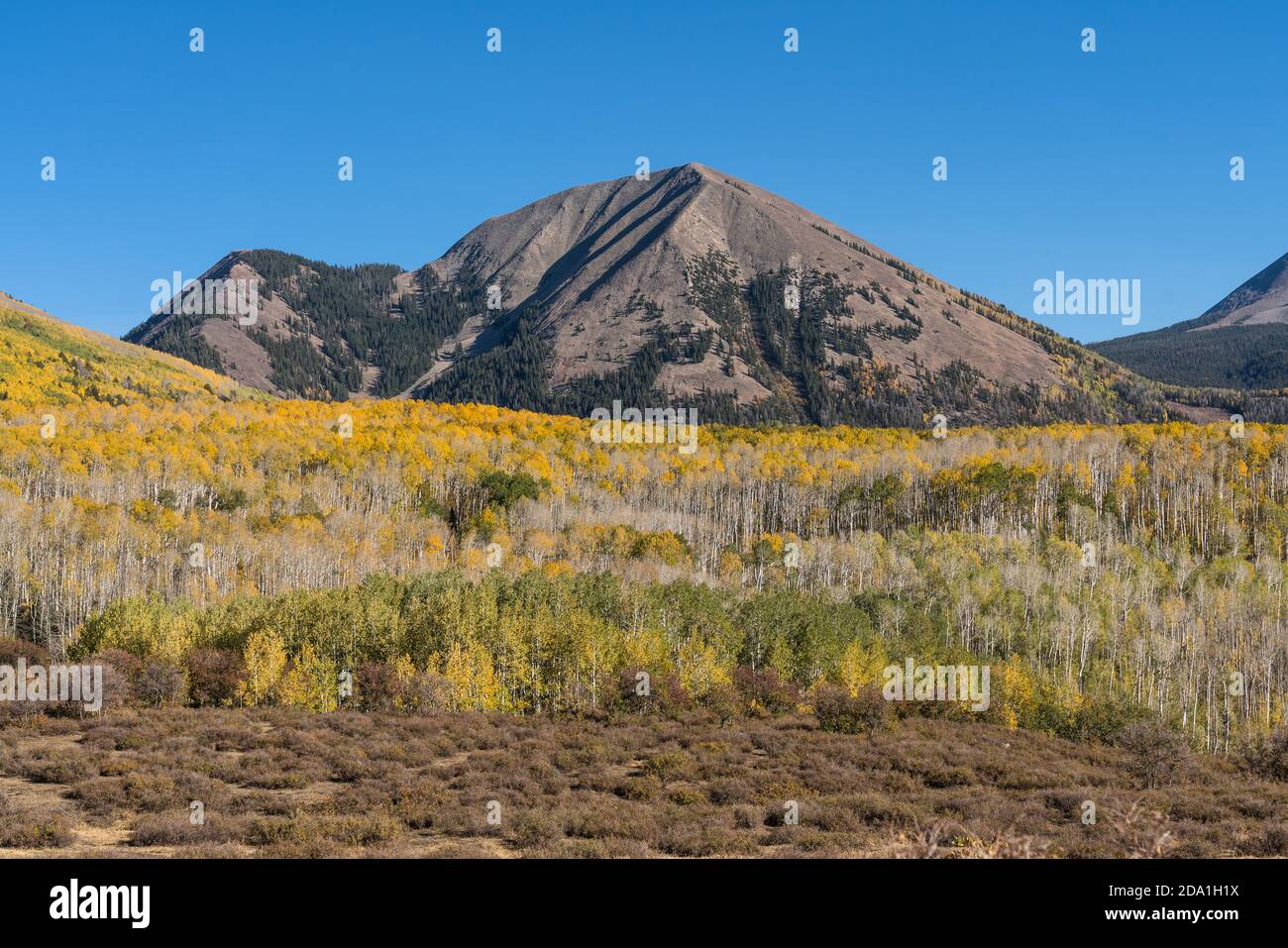 Quaking aspen trees in fall colors in the MantiLa Sal National Forest