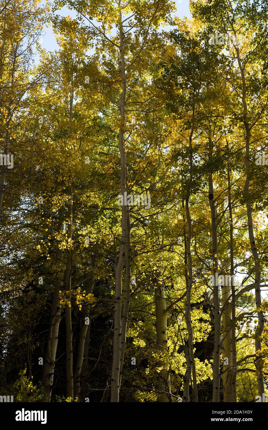 Quaking aspen trees in fall colors in the MantiLa Sal National Forest