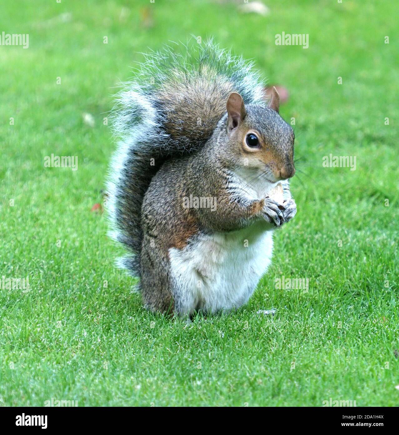 A grey squirrel witting on grass eating a piece of bread Stock Photo