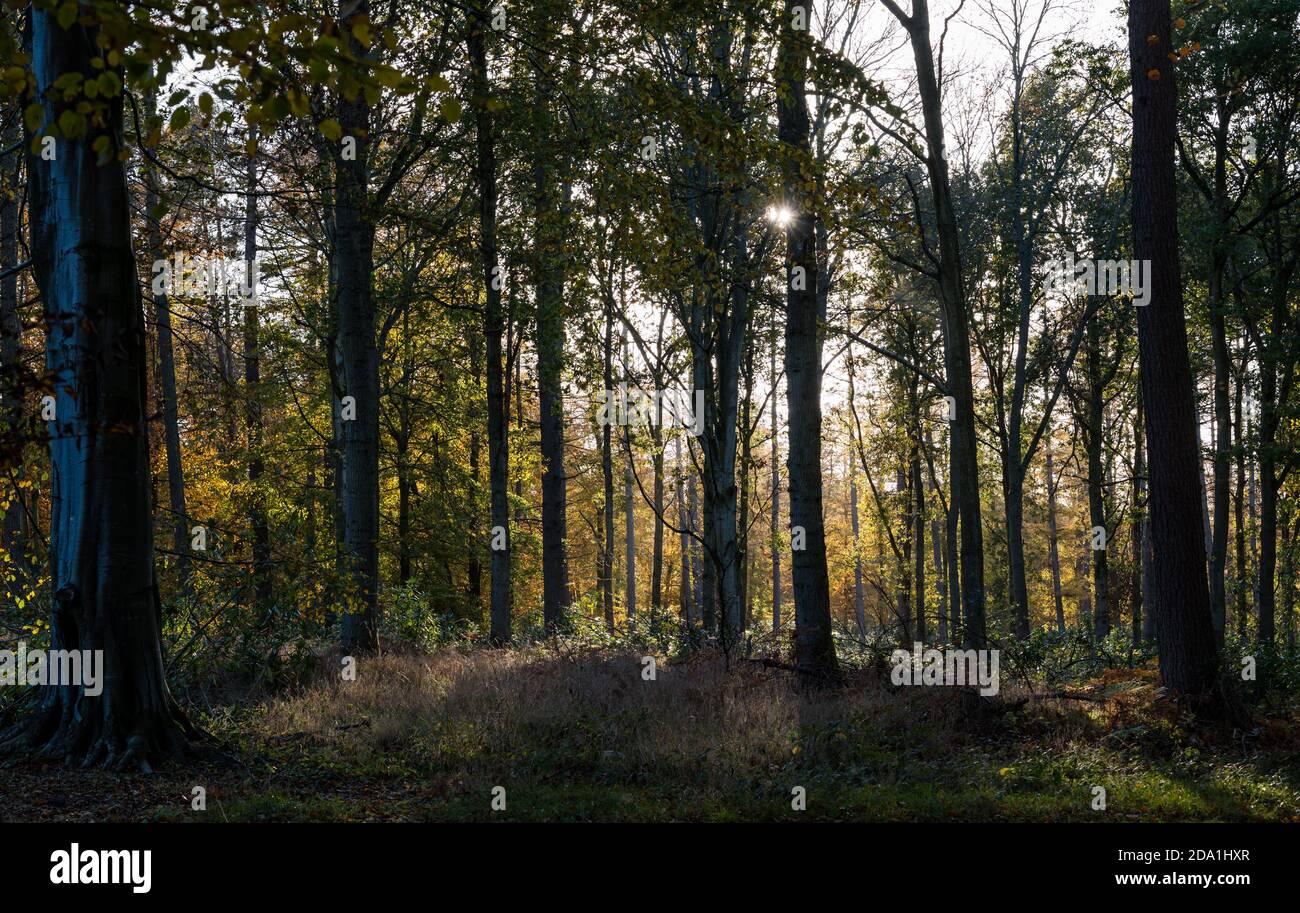 Sun shining through Autumn woodland trees, Binning Wood, East Lothian, Scotland, UK Stock Photo