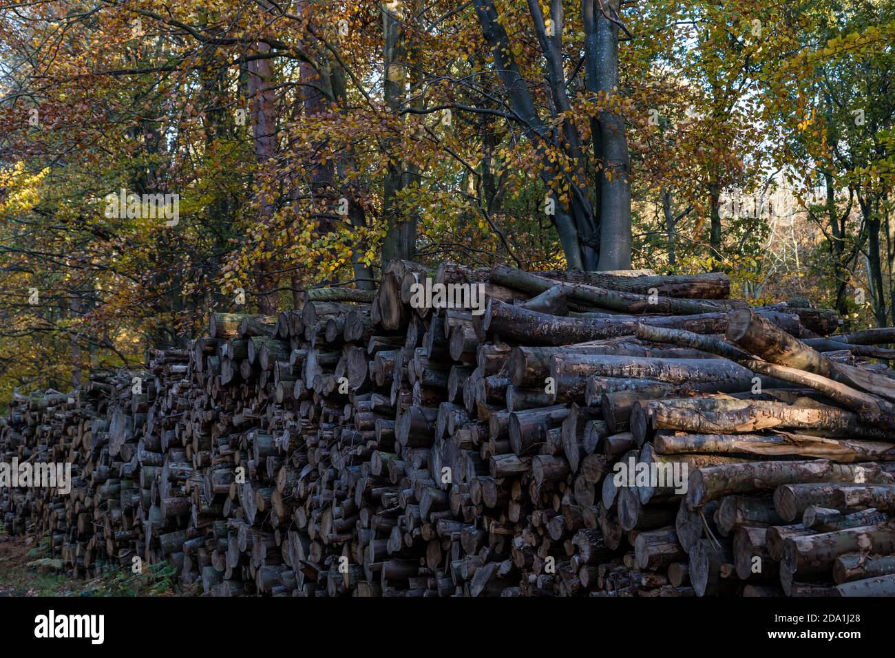Timber wood forestry hires stock photography and images Alamy