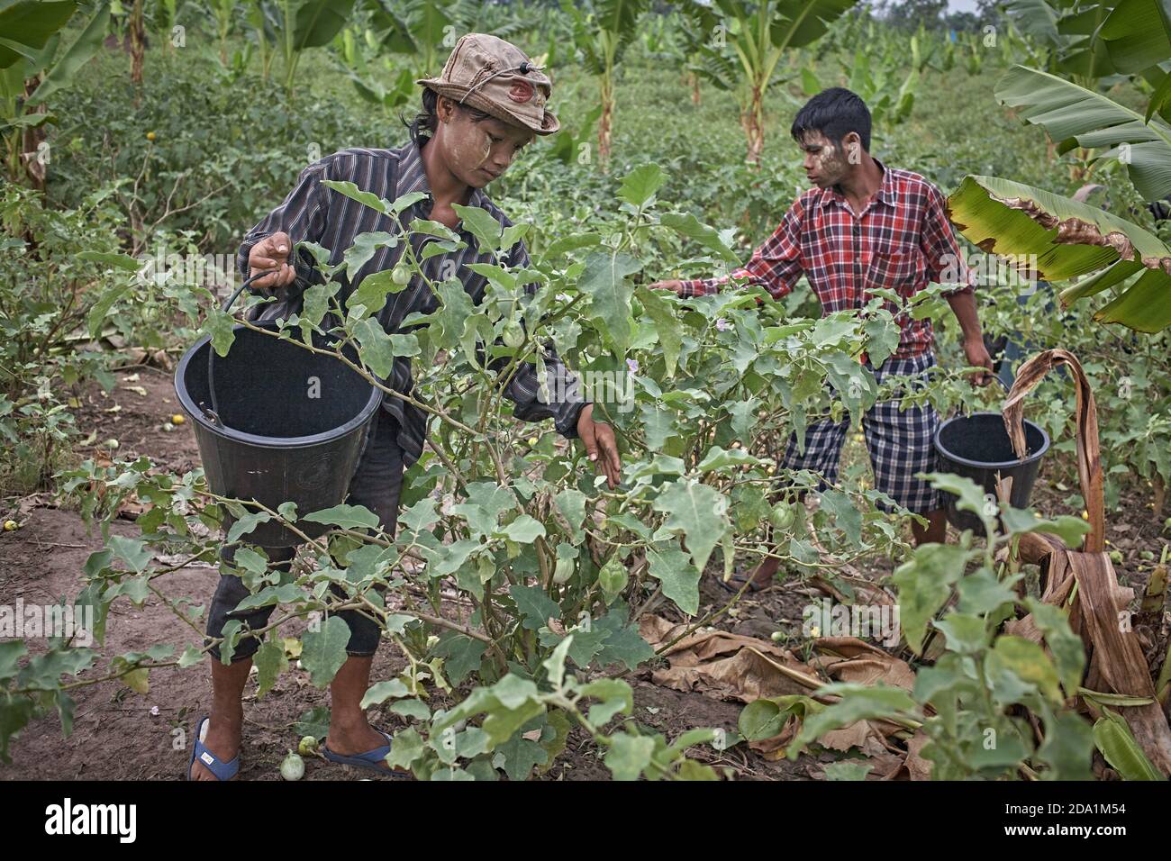 Mae Sot, Thailand. April 2012. Burmese refugees working as fruit pickers in the countryside. Stock Photo