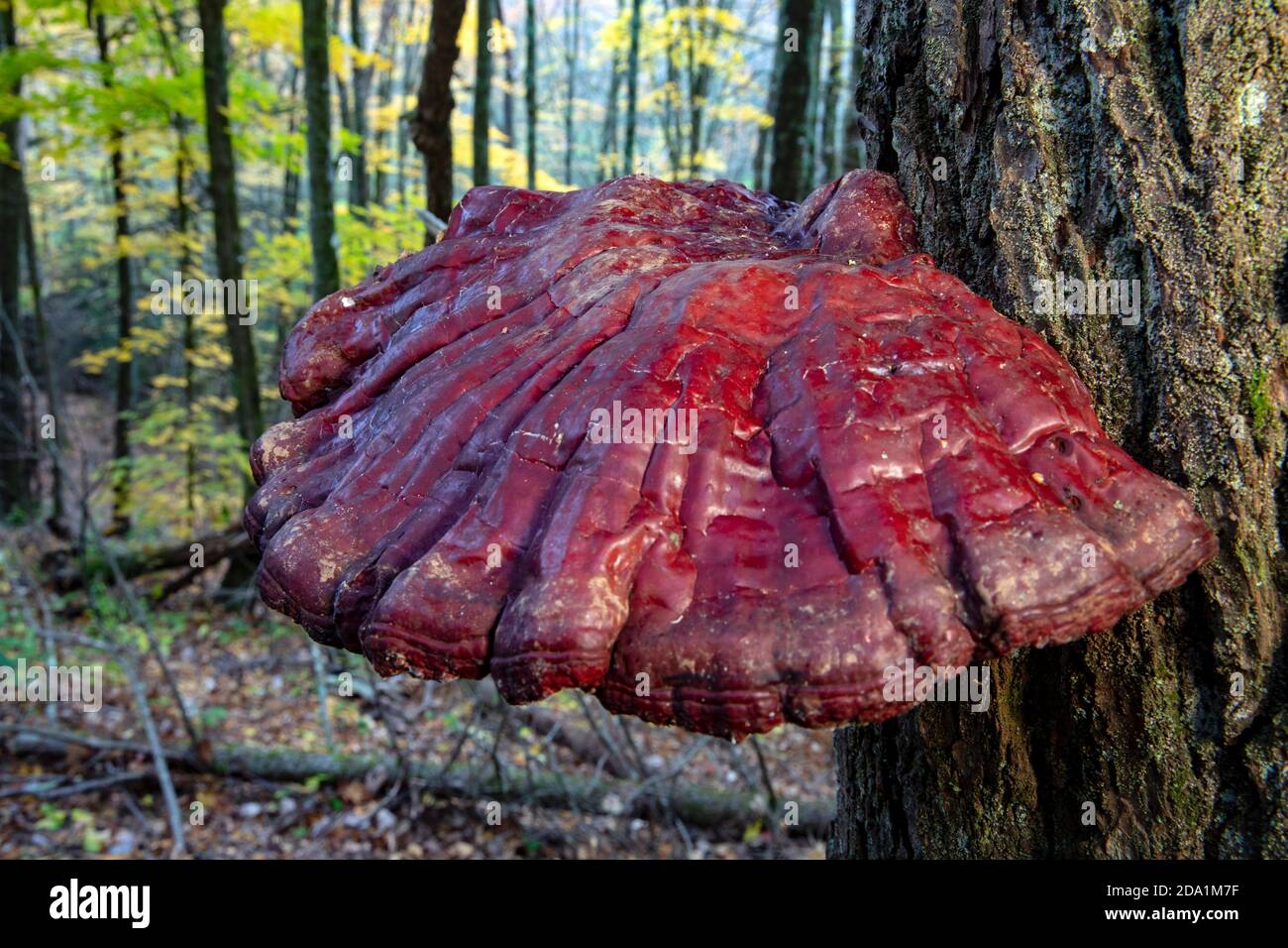 Ganoderma tsugae or Hemlock varnish shelf - Nantahala National Forest, Canada, North Carolina, USA Stock Photo