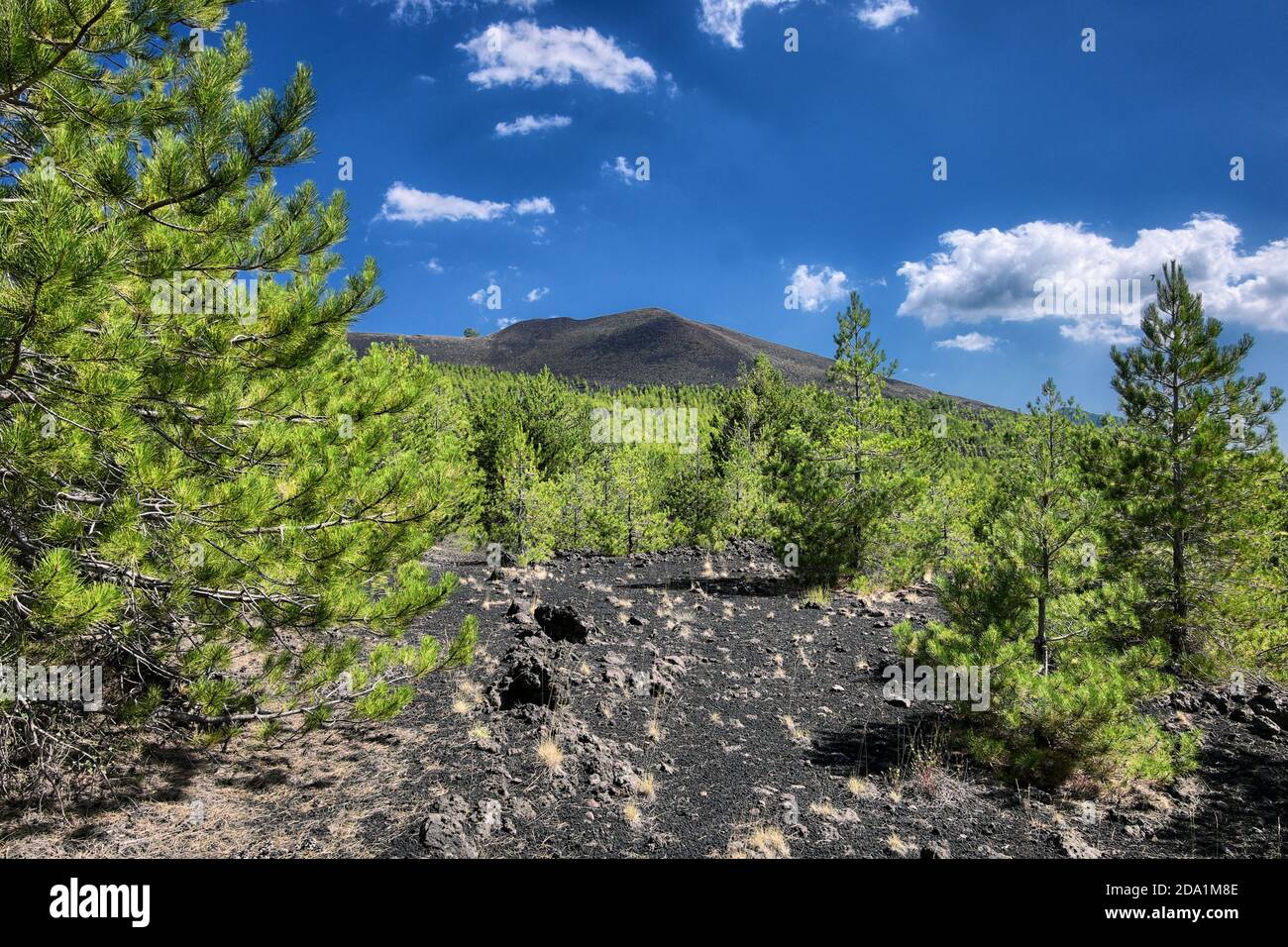 young pinewood on slope of Nunziata Mount in Etna Park, Sicily Stock Photo