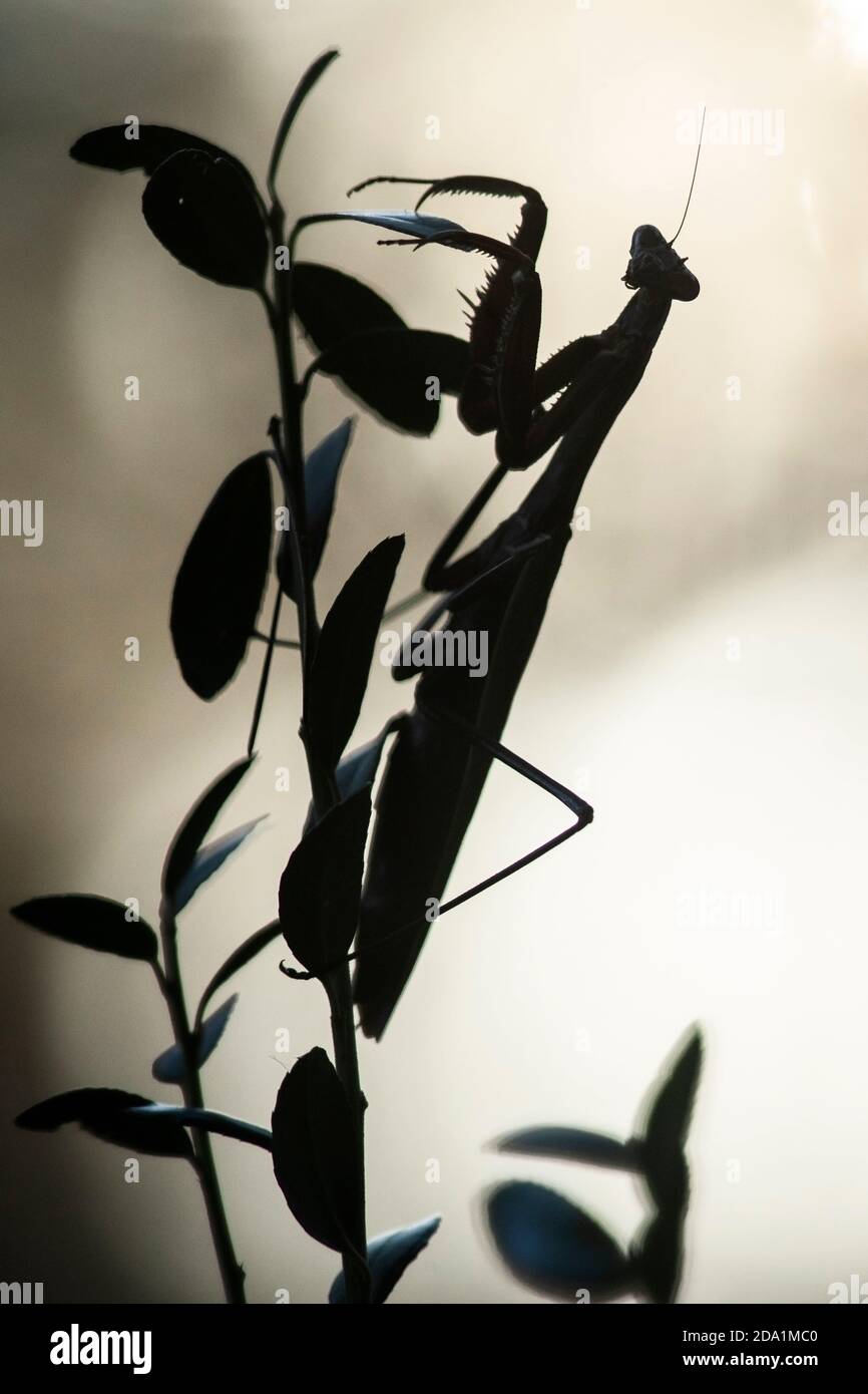Silhouette of Chinese Praying mantis (Tenodera sinensis) - Brevard, North Carolina, USA Stock Photo