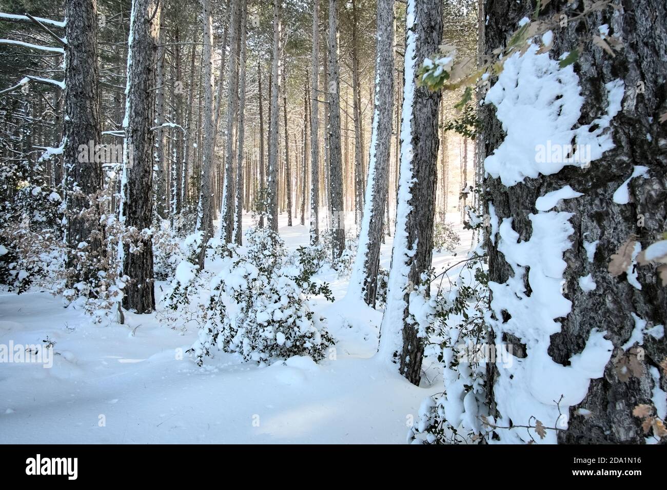 snow covered trunks of pine in Etna Park, Sicily, Italy Stock Photo